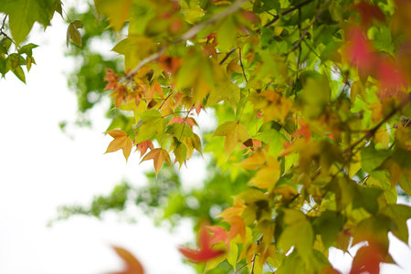 Maple leaves in autumn season with soft focus. Natural background.の写真素材