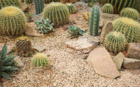 Cactus garden in the park. Natural background. Close up.の写真素材