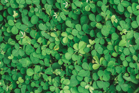 Green clover leaves background. Top view. Flat lay. Nature conceptの写真素材
