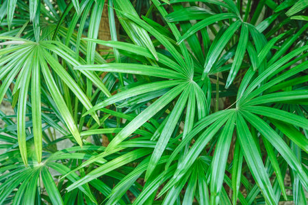 Green leaves of palm tree in the garden. Natural green background.の写真素材