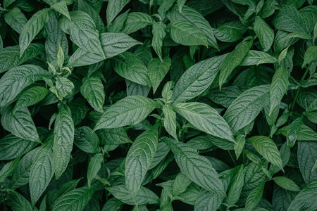 Green leaves background. Green leaves texture. Green leaves background. Green leaves background.の写真素材