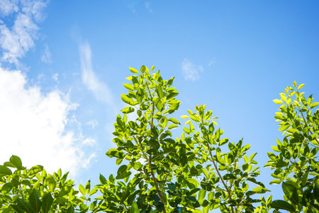 Green leaves on blue sky background. Green leaves on blue sky background.の写真素材