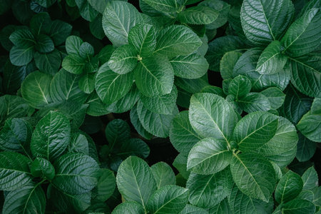 Top view of green leaves background. Green leaves texture background. Nature backgroundの写真素材