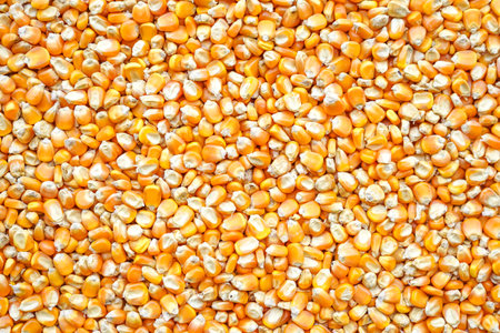 Dried corn grains background. Top view of dried corn grains.の写真素材