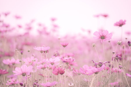 Cosmos flower blooming in the field, soft focus and vintage toneの写真素材