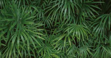 Green leaves of palm tree in the garden. Nature green background.の写真素材