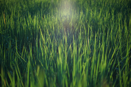 Green rice field in the morning light. Shallow depth of field.の写真素材