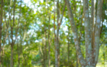 Abstract blurred background of rubber trees in the park. Natural background.の写真素材