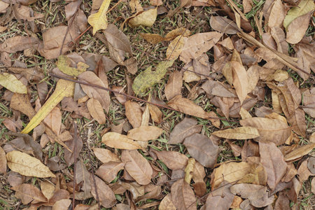 Dry leaves on the ground in autumn, closeup of photoの写真素材