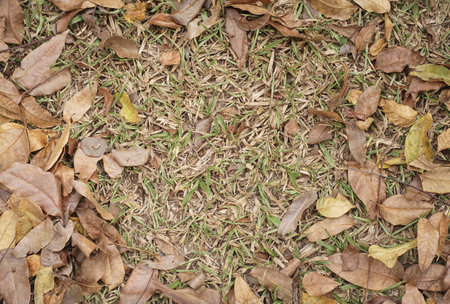 Dry leaves on the floor in autumn season. Close up.の写真素材