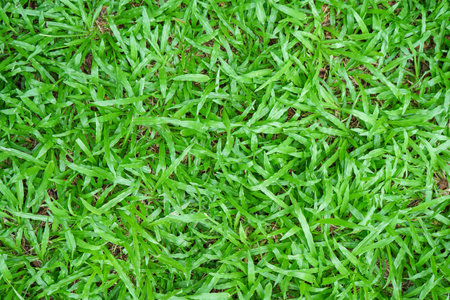 Green grass texture background. Green grass pattern. Green grass background.の写真素材