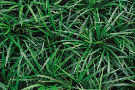 Green leaves background. Green leaves texture. Green leaves background. Green leaves background.の写真素材