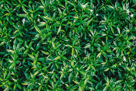 Green leaves background. Green leaves background. Green leaves background. Green leaves background.の写真素材