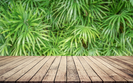 Empty wooden table and blurred background of tropical garden. For product displayの写真素材