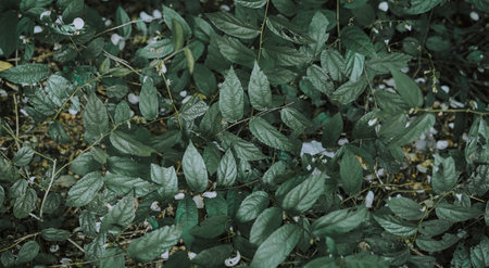Green leaves with white flowers in the garden - vintage effect style picturesの写真素材