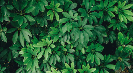 Green leaves background. Green leaves texture background. Green leaves background.の写真素材