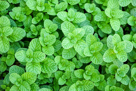 Pepper mint leaves in the garden. Mint leaves texture background.の写真素材