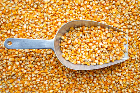 Cereal in a scoop on a background of corn kernels.の写真素材
