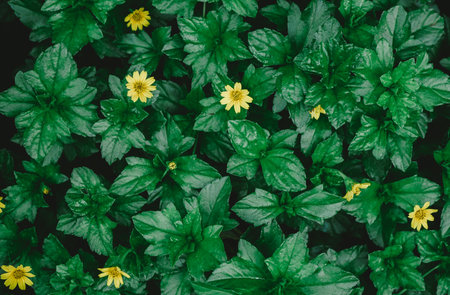 Little yellow flower and green leaves in the garden - vintage filter effectの写真素材