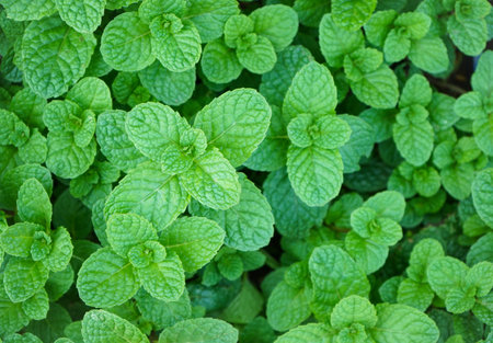 Pepper mint leaves in the garden. Mint leaves texture background.の写真素材