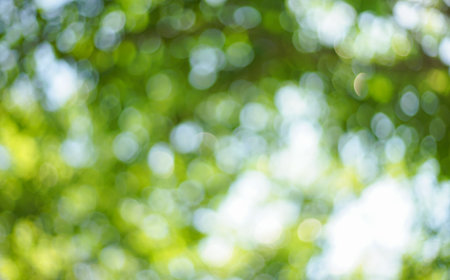 green bokeh background from nature under tree shade, defocusedの写真素材