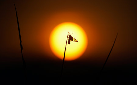 Silhouette of a insect on a blade of grass against the setting sunの写真素材