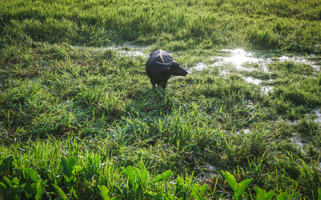 Buffalo in the rice field in the morning, Chiang Mai, Thailand