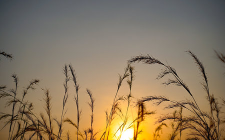 Silhouette of grass flower with sunset background, nature background.の写真素材