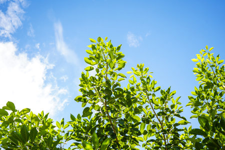 Green leaves on blue sky background. Natural background with copy space.の写真素材