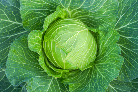 close up of fresh green cabbage in the vegetable garden, stock photoの写真素材