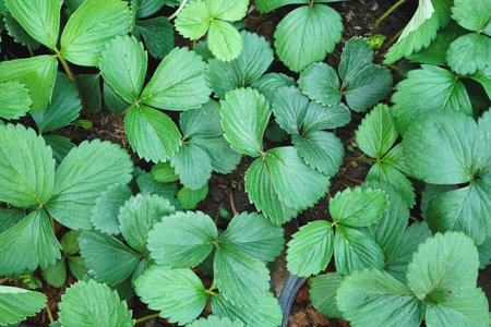 strawberry plant in the garden, closeup of green leavesの写真素材