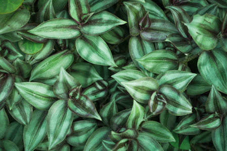 Close up of green leaf texture background. Tropical plant leaves pattern.の写真素材