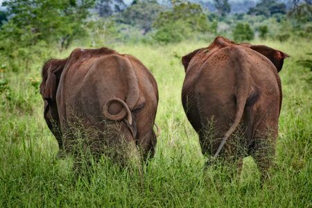 Two Asian elephants strolling to the meadows of Udawalewa Natural Park in Sri Lankaの写真素材