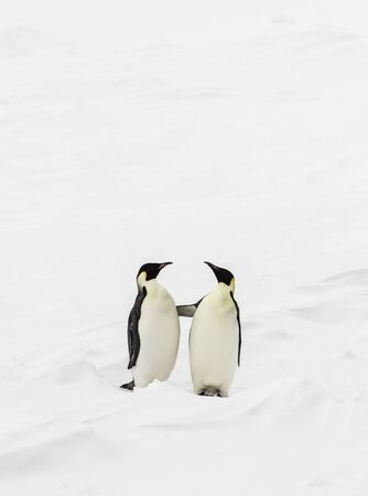 Two emperor penguens standing up and touching each otherの写真素材