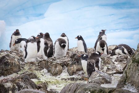 A group of gentoo penguins at Western Antarctic Peninsula penguins at Western Antarctic Peninsula penguins at Western Antarctic Peninsulaの写真素材