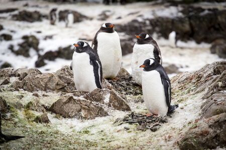 A group of Gentoo penguins at Western Antarctic Peninsulaの写真素材