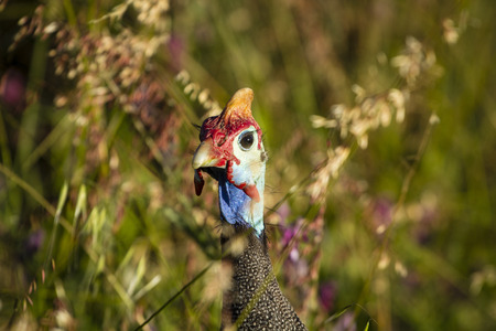 helmeted guineafowlの写真素材