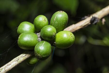 Green beans of coffee plant at Bali, Indonesia