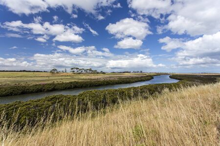 White mangroves along Hovells Creek (Avalon, Australia) with grassland in the foreground  and eucalyptus trees in the background.の写真素材