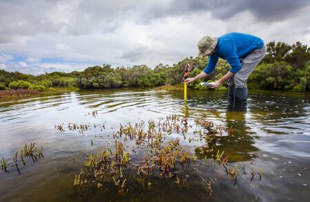 Scientist measuring water depth to install water level data loggers in a coastal wetland  to understand inundation period and impact on ecosystem services.の写真素材