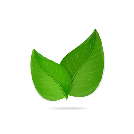 Green leavesのイラスト素材