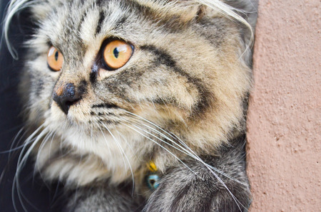 Close-up of a black and gray cat on the edge of a window and stare at something