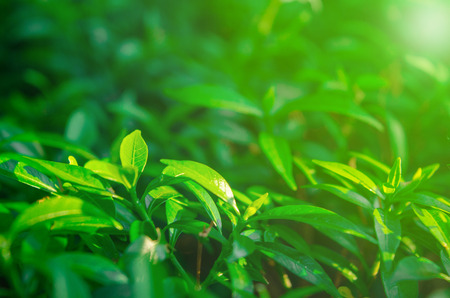 Close-up view of natural green foliage with light fairy lights. Suitable for wallpapers or...