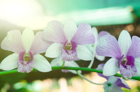 Close-up image of  blooming purple orchid.Natural view of blooming purple orchids is outstanding. Suitable for use as  wallpaper or background.の写真素材