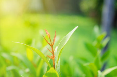 Close-up of green leaves put out leaf-buds is red ,backdrop is bushes blurredの写真素材