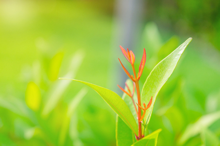 Close-up of green leaves put out leaf-buds is red ,backdrop is bushes blurredの写真素材