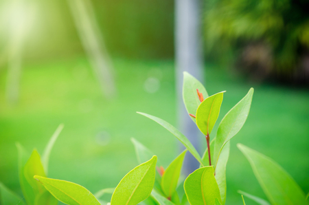 Close-up of green leaves put out leaf-buds is red ,backdrop is bushes blurredの写真素材