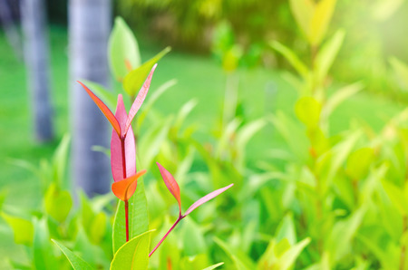 Close-up of green leaves put out leaf-buds is red ,backdrop is bushes blurred