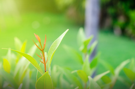 Close-up of green leaves put out leaf-buds is red ,backdrop is bushes blurredの写真素材