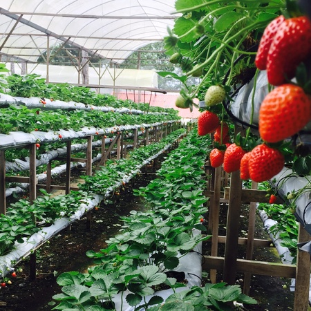 strawberriesの素材